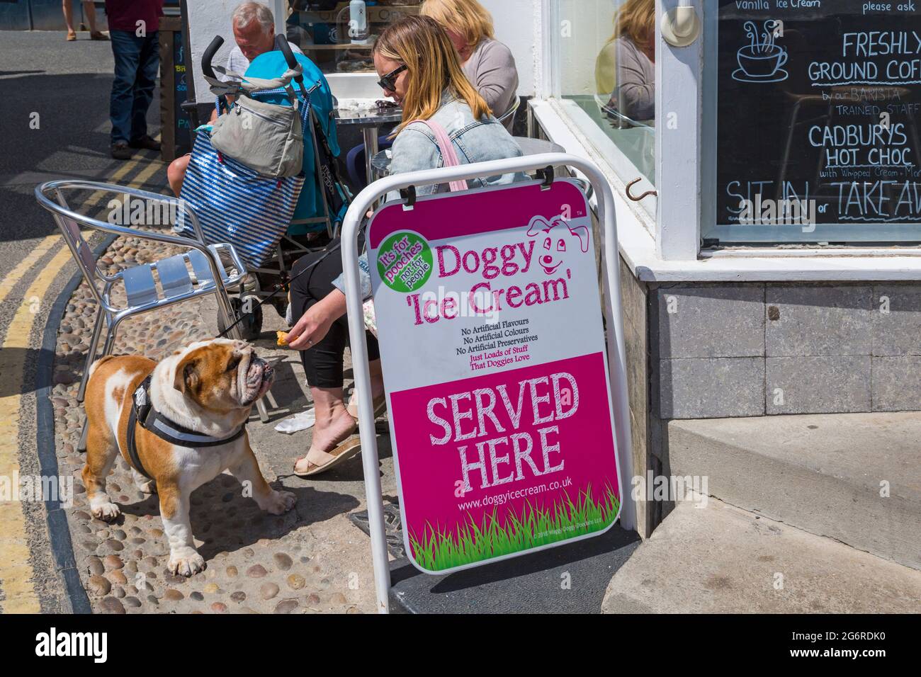Doggie Ice Cream servito qui con il cane che viene nutrito gelato a Padstow, Cornwall UK nel mese di giugno Foto Stock