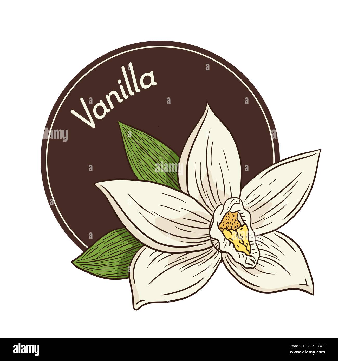 Logo floreale Vanilla e modello emblema in stile vintage. Disegno linea Aroma Vanilla Blossom isolato Vector Illustrazione per Logo, emblema, etichetta, adesivi e stampe Illustrazione Vettoriale