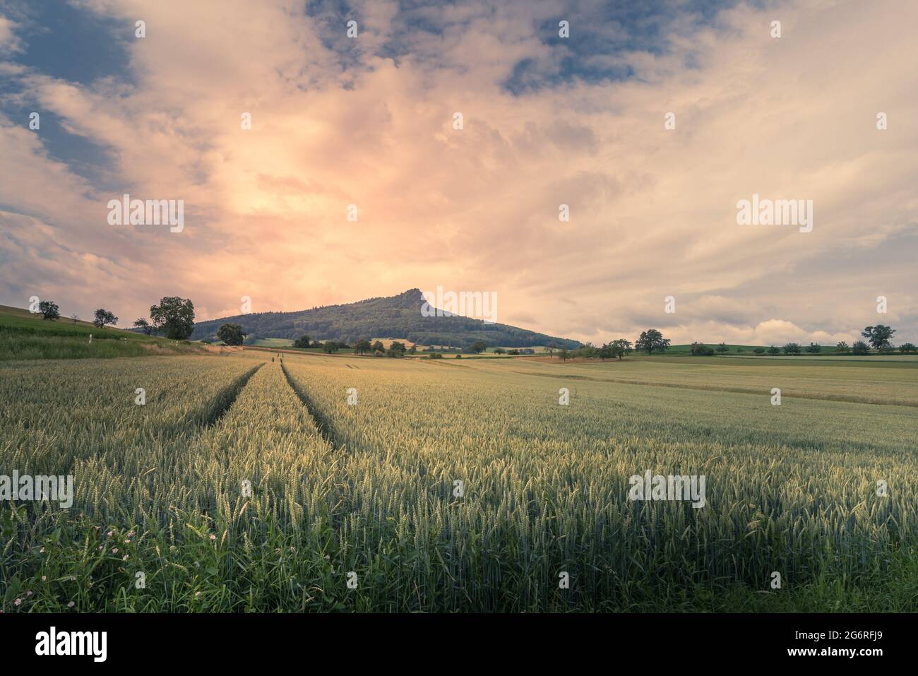 Vista su un campo di grano fino a Hegauberg Hohenstoffeln, Baden-Wuerttemberg, Germania Foto Stock