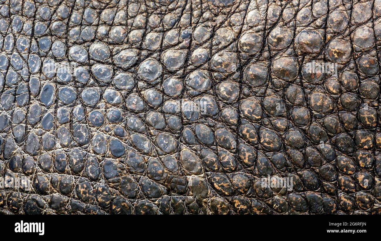 Texture di fondo ravvicinata della pelle ruvida di alligatore Foto Stock