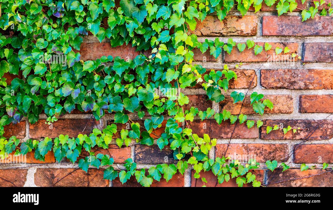 ivy che cresce su una texture di sfondo della parete di mattone Foto Stock