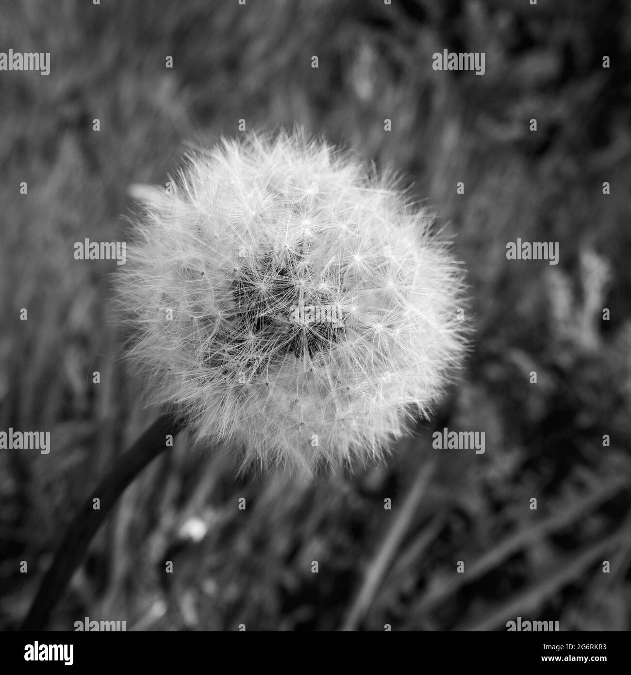 bella testa di seme di dente di leone in nero e bianco bella testa di seme di dente di leone in bianco e nero Foto Stock