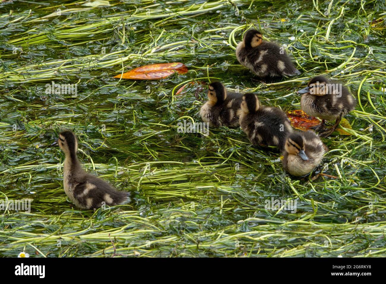 carino anatroccoli di mallard su erbacce d'acqua nel fiume Foto Stock