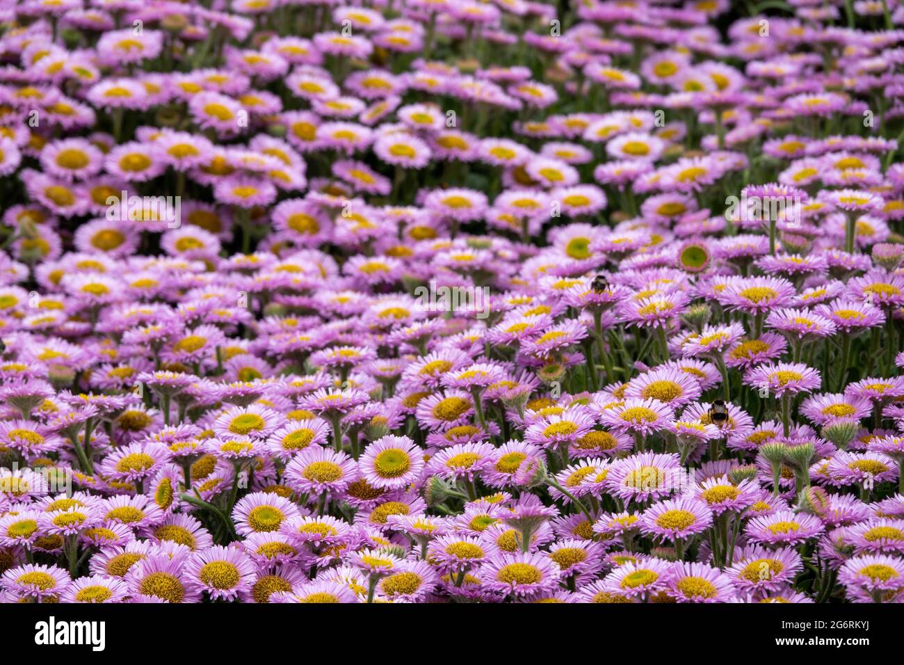 api che raccolgono polline dalle margherite marine Foto Stock