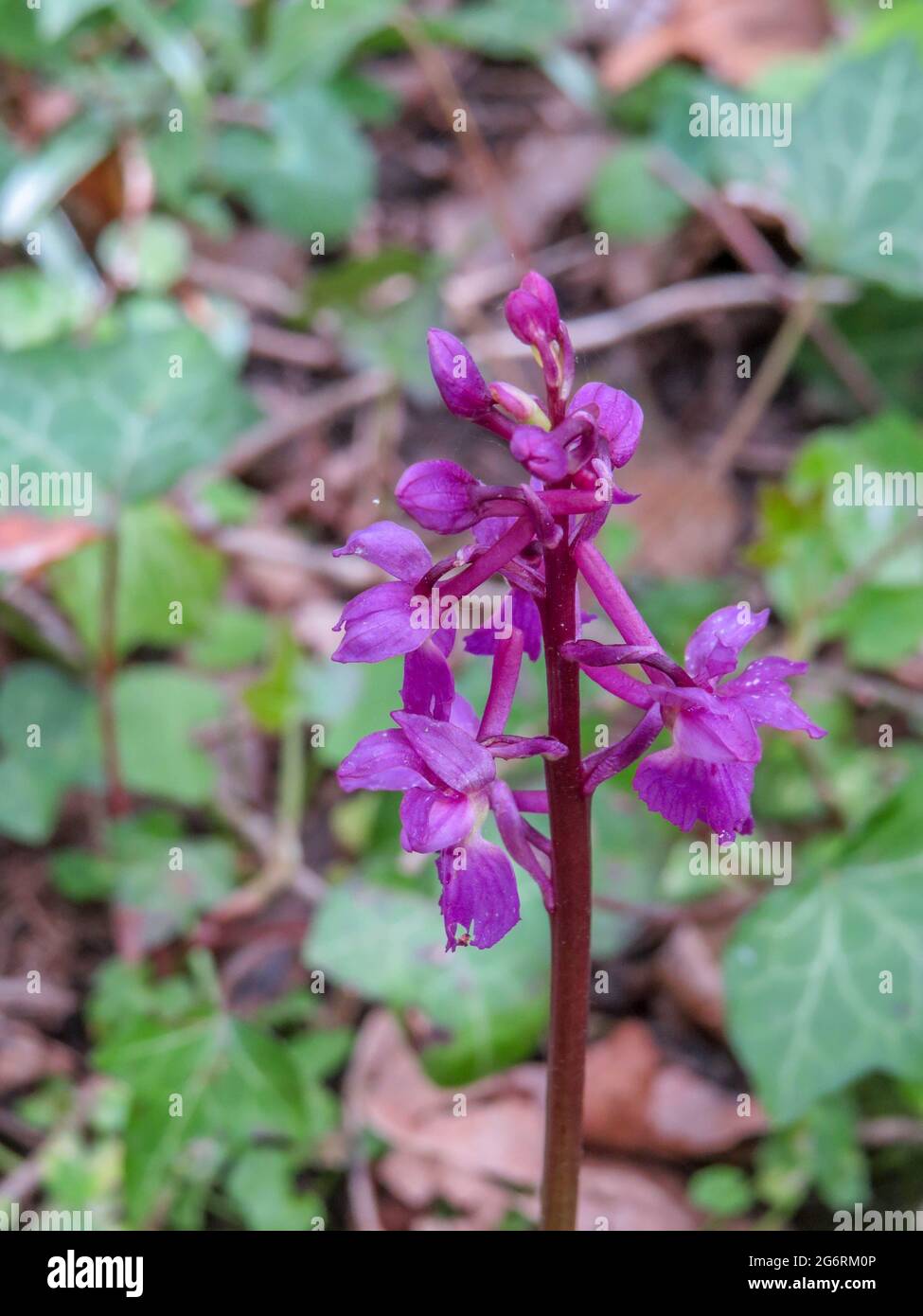 la prima orchidea viola è una delle prime orchidee a comparire in primavera Foto Stock