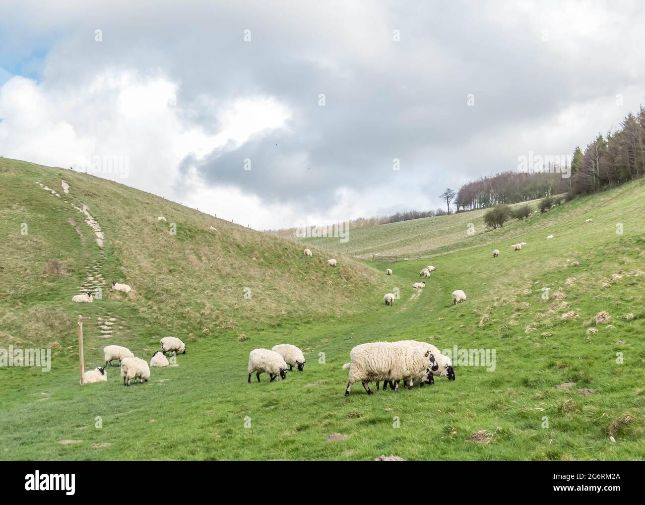 Pecore che pascolano sulla collina in Arundel West Sussex Inghilterra Foto Stock