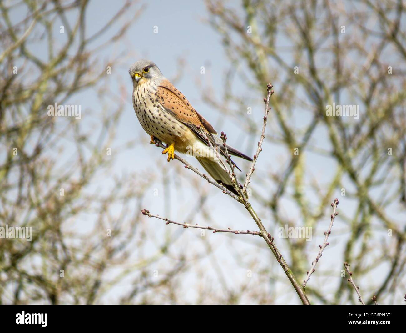 bel gheppio arroccato nell'albero sul belvedere per preda Foto Stock