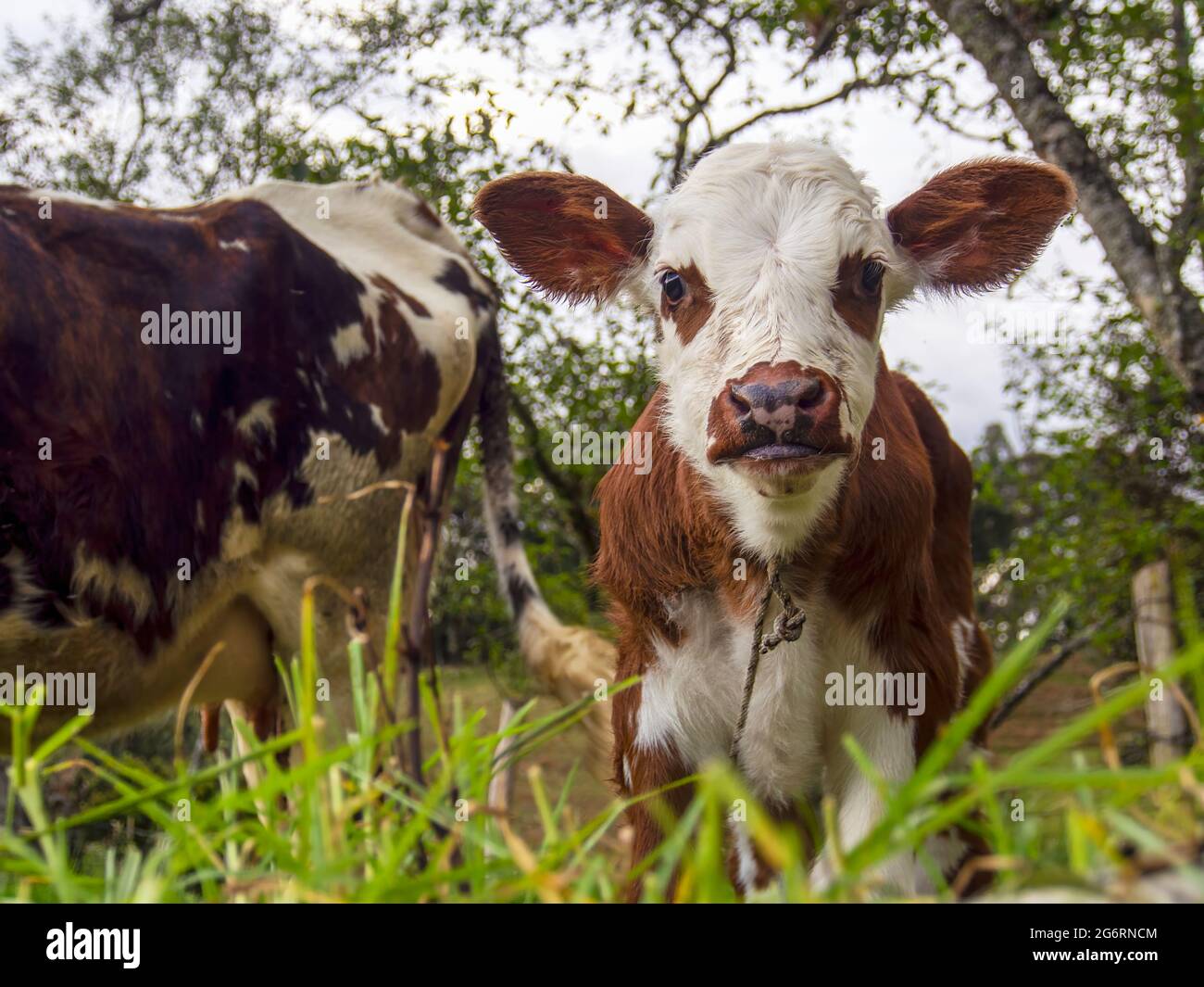 Fotografia ravvicinata di un polpaccio vicino alla madre, guardando la fotocamera. Catturato in un terreno agricolo vicino alla città di Arcabuco in Colombia. Foto Stock