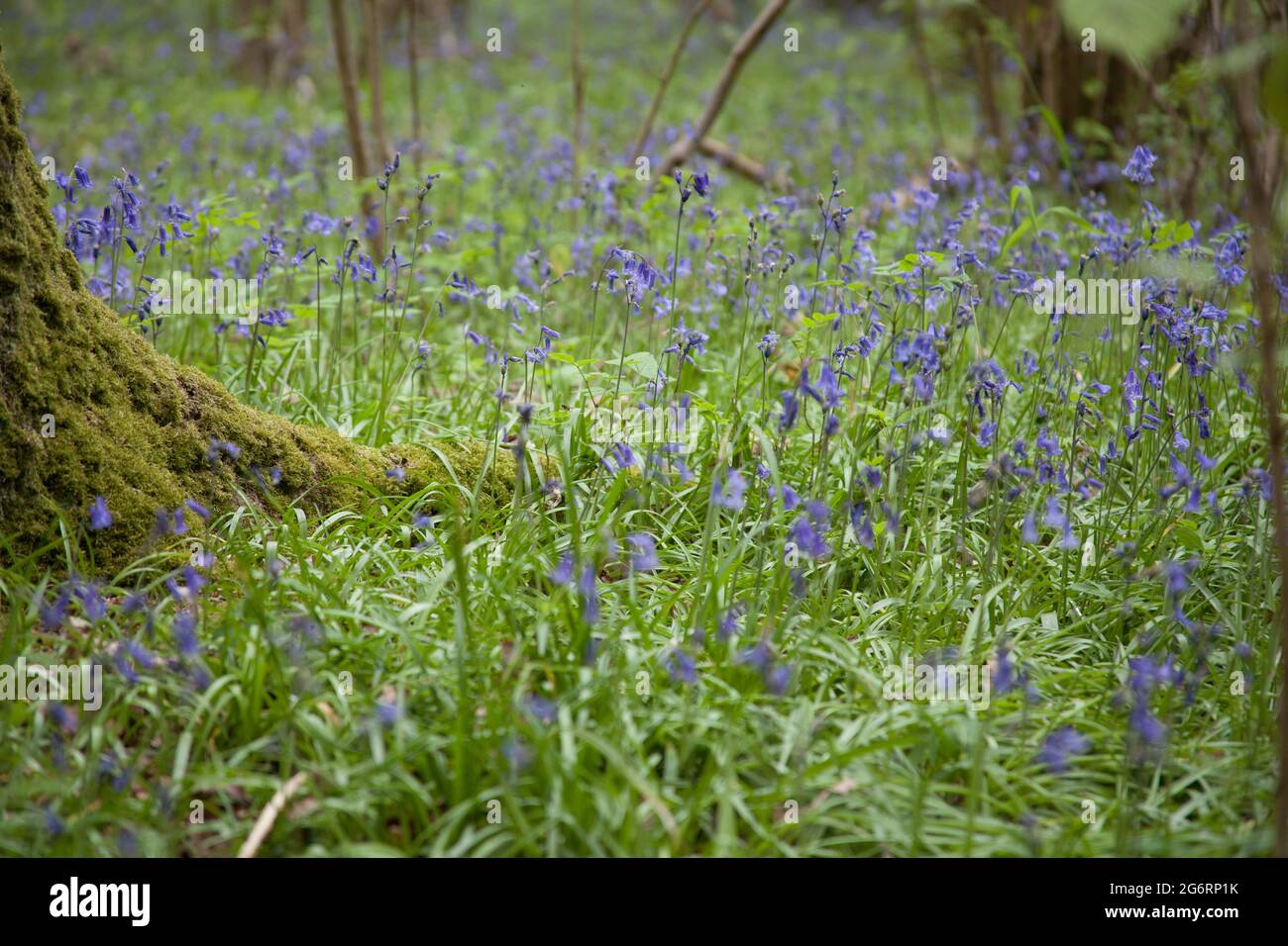 Bluebells cresce a Pinsley Woods a Long Hanborough, Oxfordshire Foto Stock