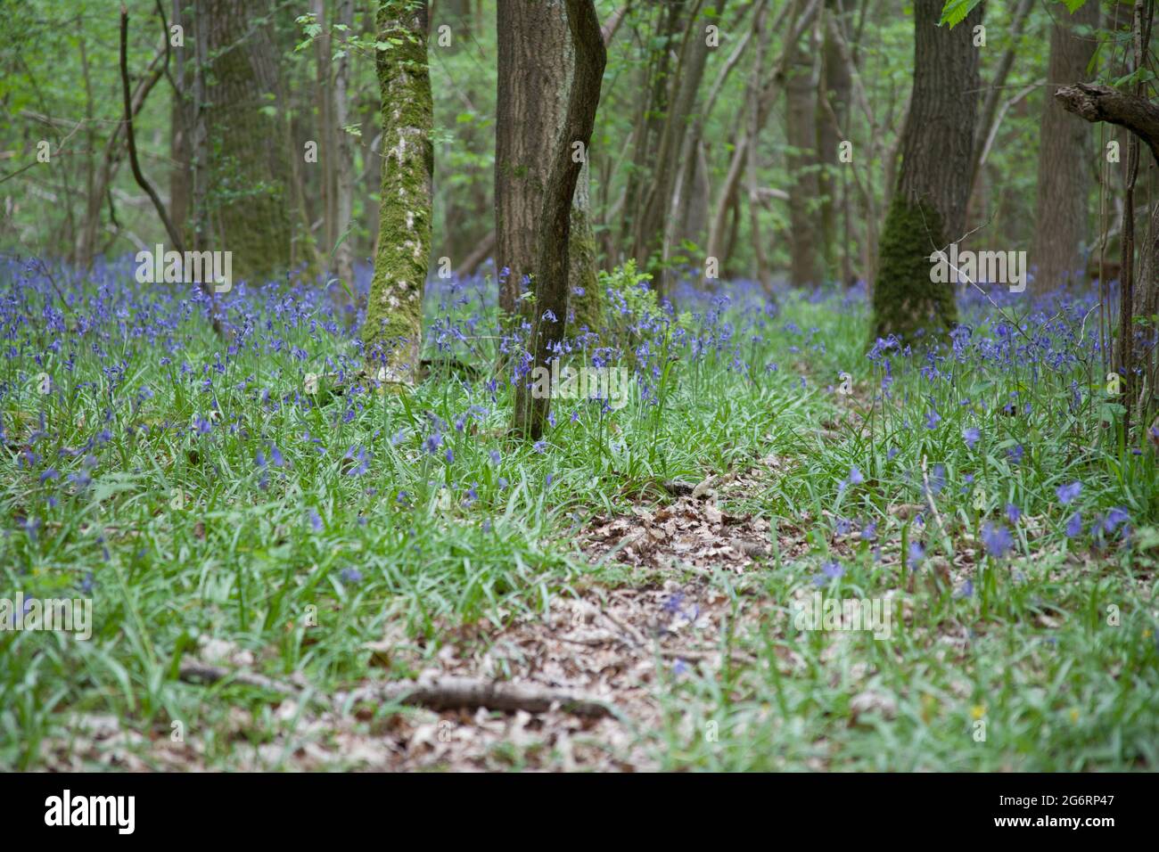 Bluebells che cresce dal pavimento della foresta nell'Oxfordshire occidentale, Regno Unito Foto Stock