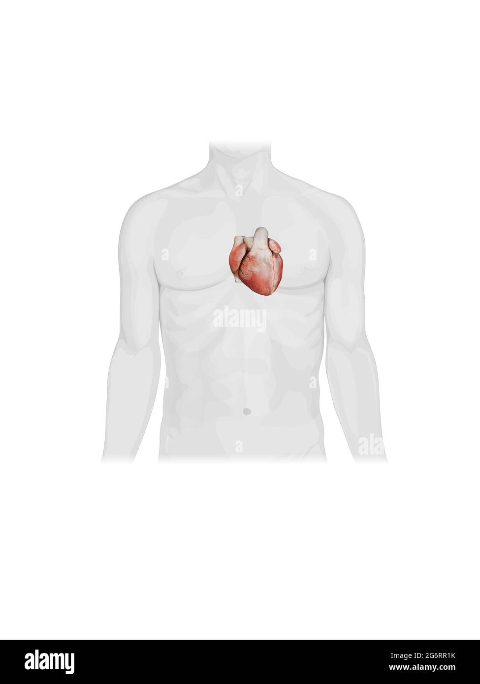 Illustrazione 3D del cuore - parte del rendering organico umano Foto Stock