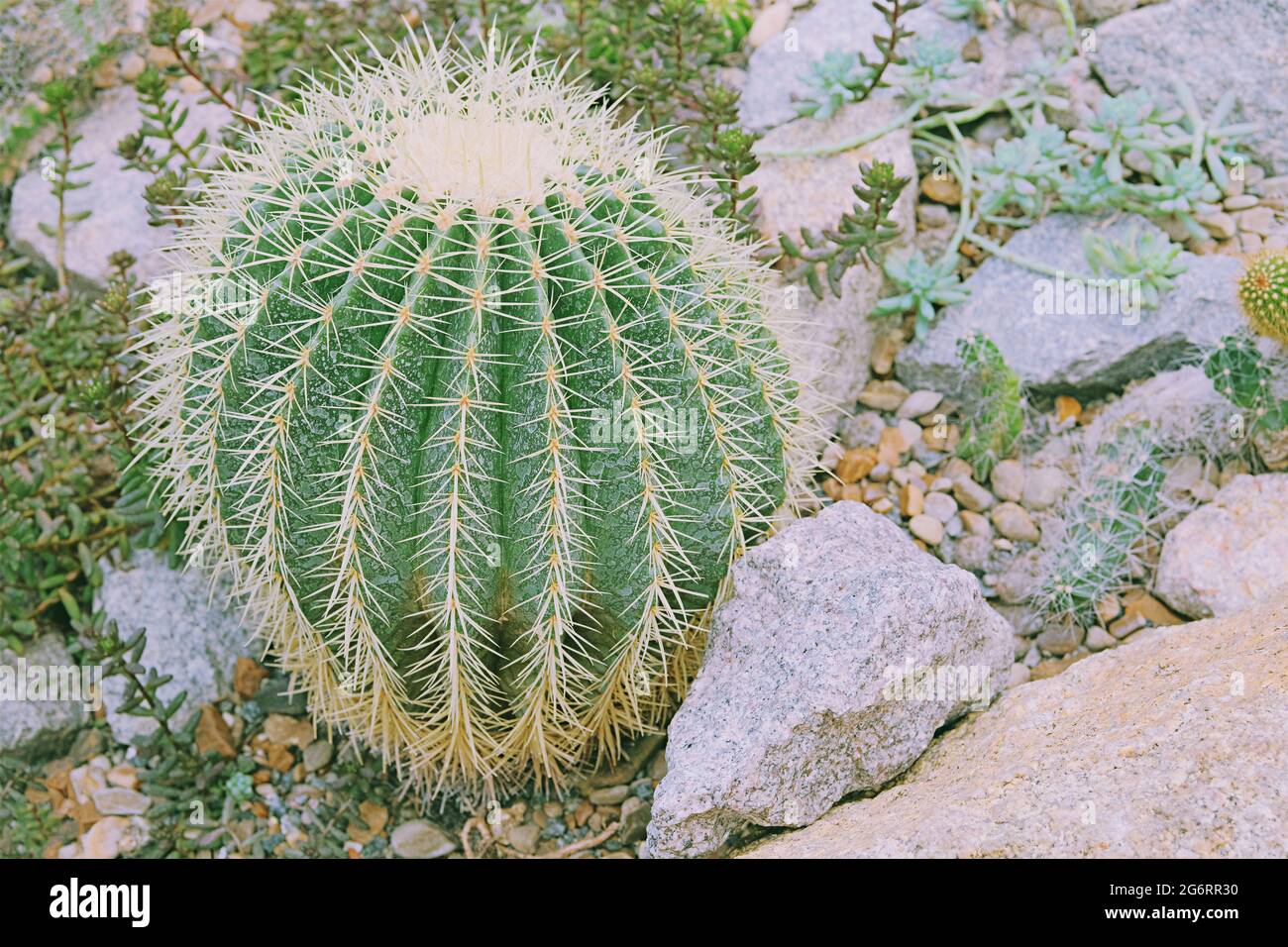 I cactus crescono in una serra. Cactus Echinocactus grusonii. Foto Stock