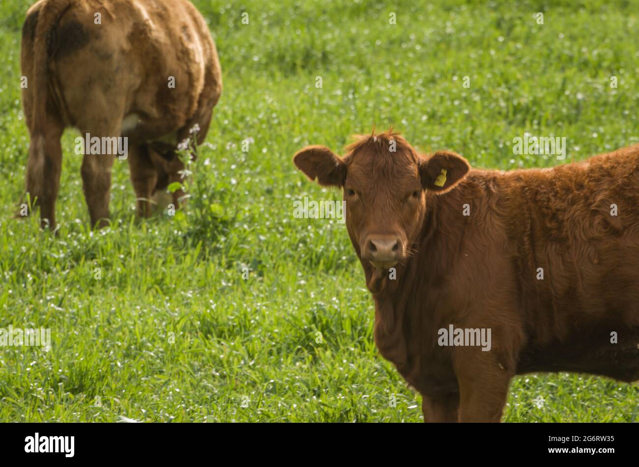 Bei vitelli rossi di angus che pascolano pascolo nutriente Foto Stock