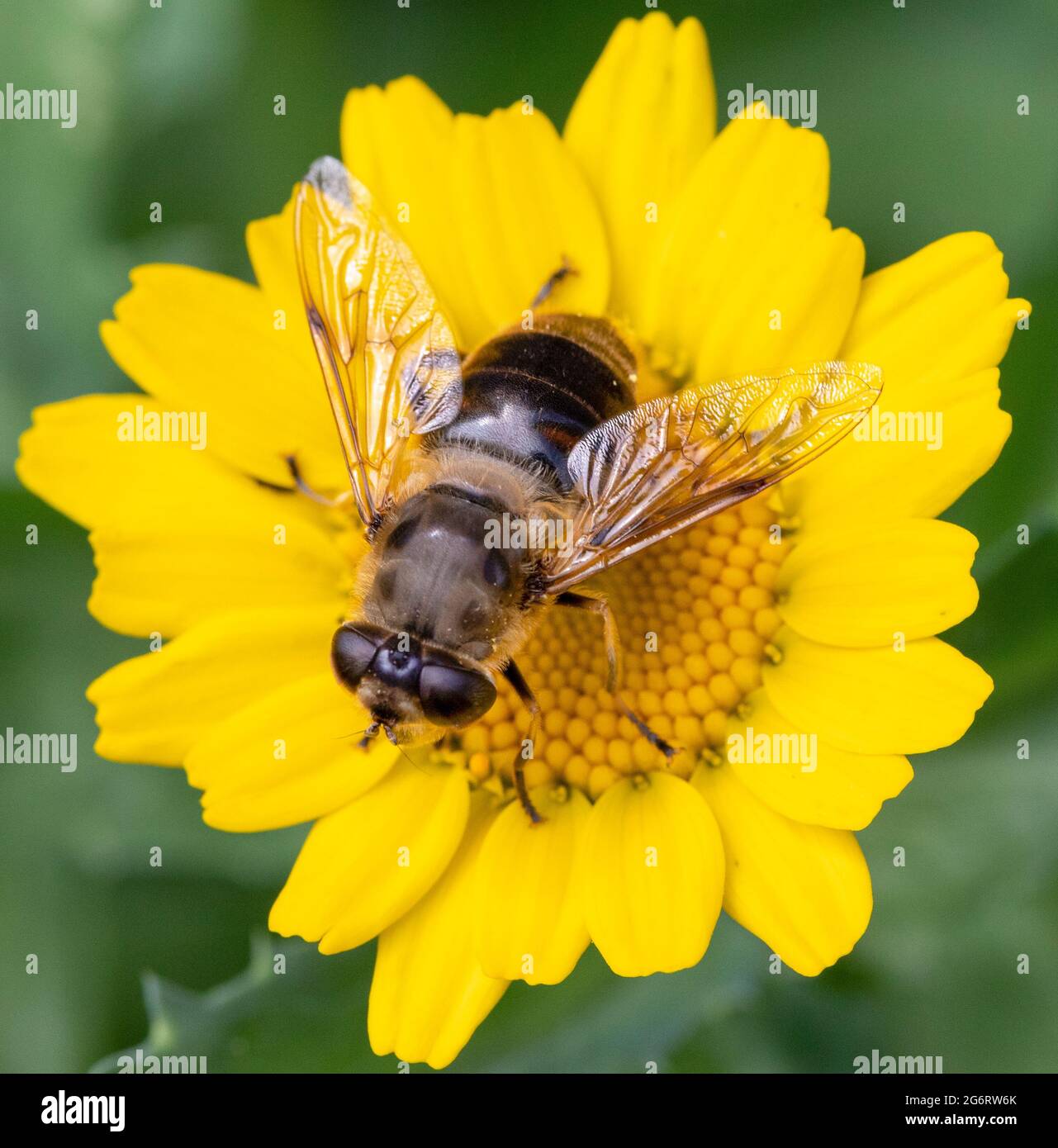 Ape, Honey Bee, su un fiore in un giardino britannico, estate 2021 Foto Stock