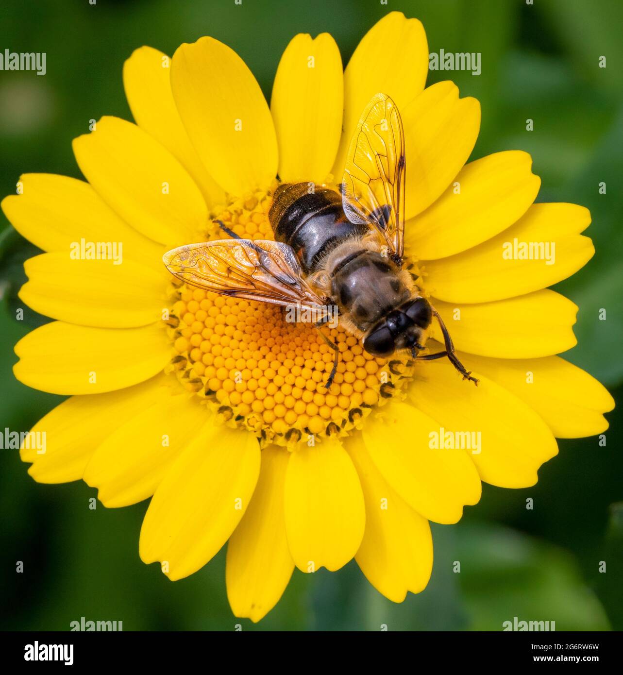 Ape, Honey Bee, su un fiore in un giardino britannico, estate 2021 Foto Stock