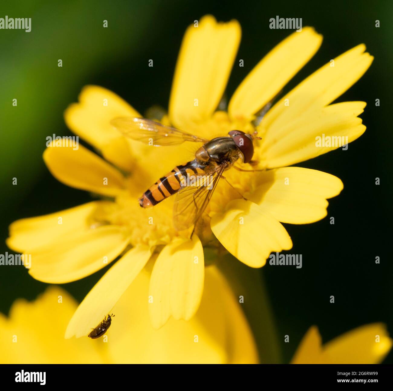 Hover Fly, Ssyrphid Flies, bedfordshire UK, Foto Stock