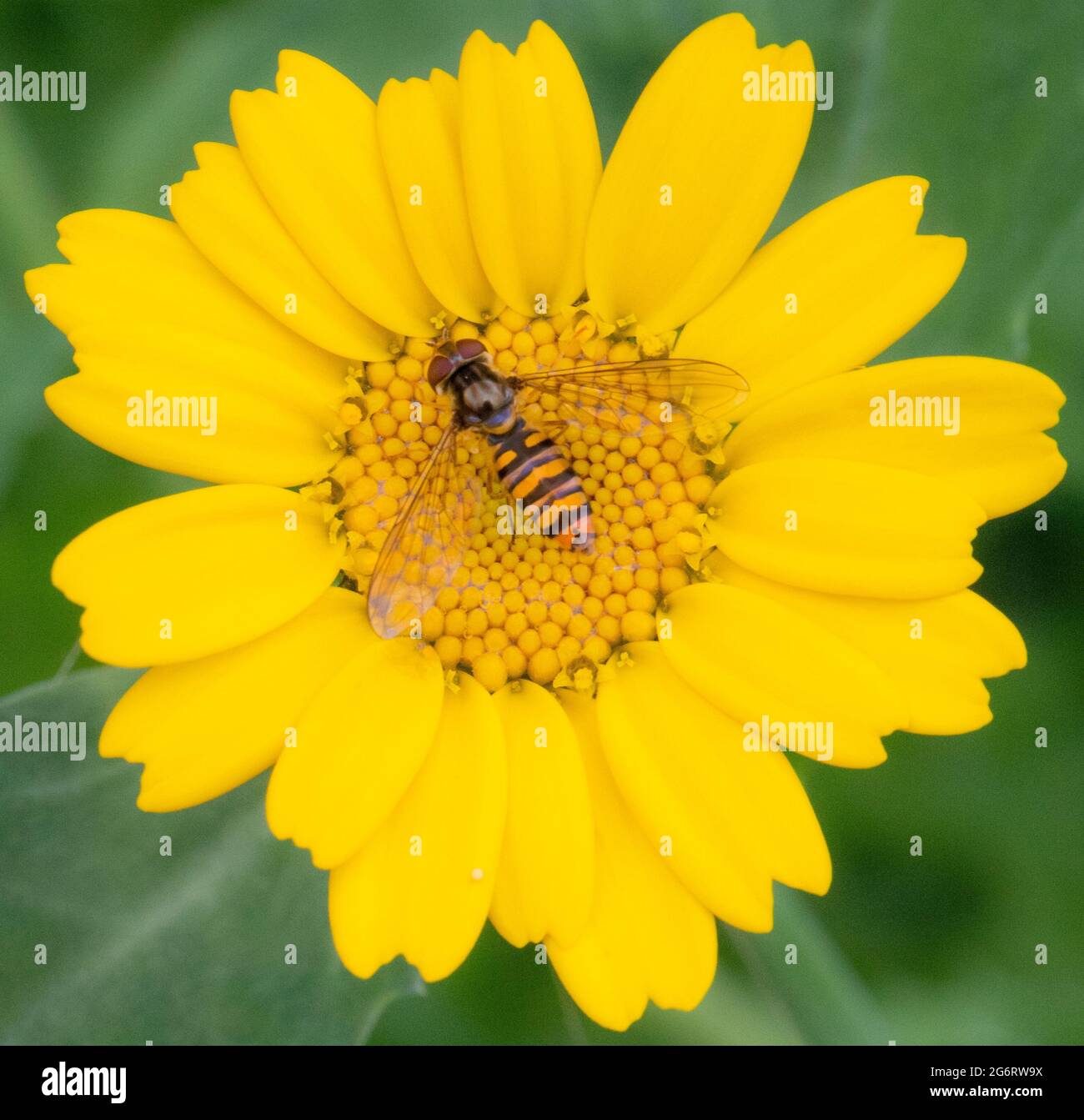 Hover Fly, Ssyrphid Flies, bedfordshire UK, Foto Stock