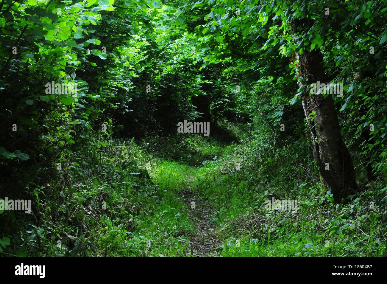 Mary's Well Lane, riserva naturale di Kingcombe Meadows, West Dorset, Regno Unito Foto Stock