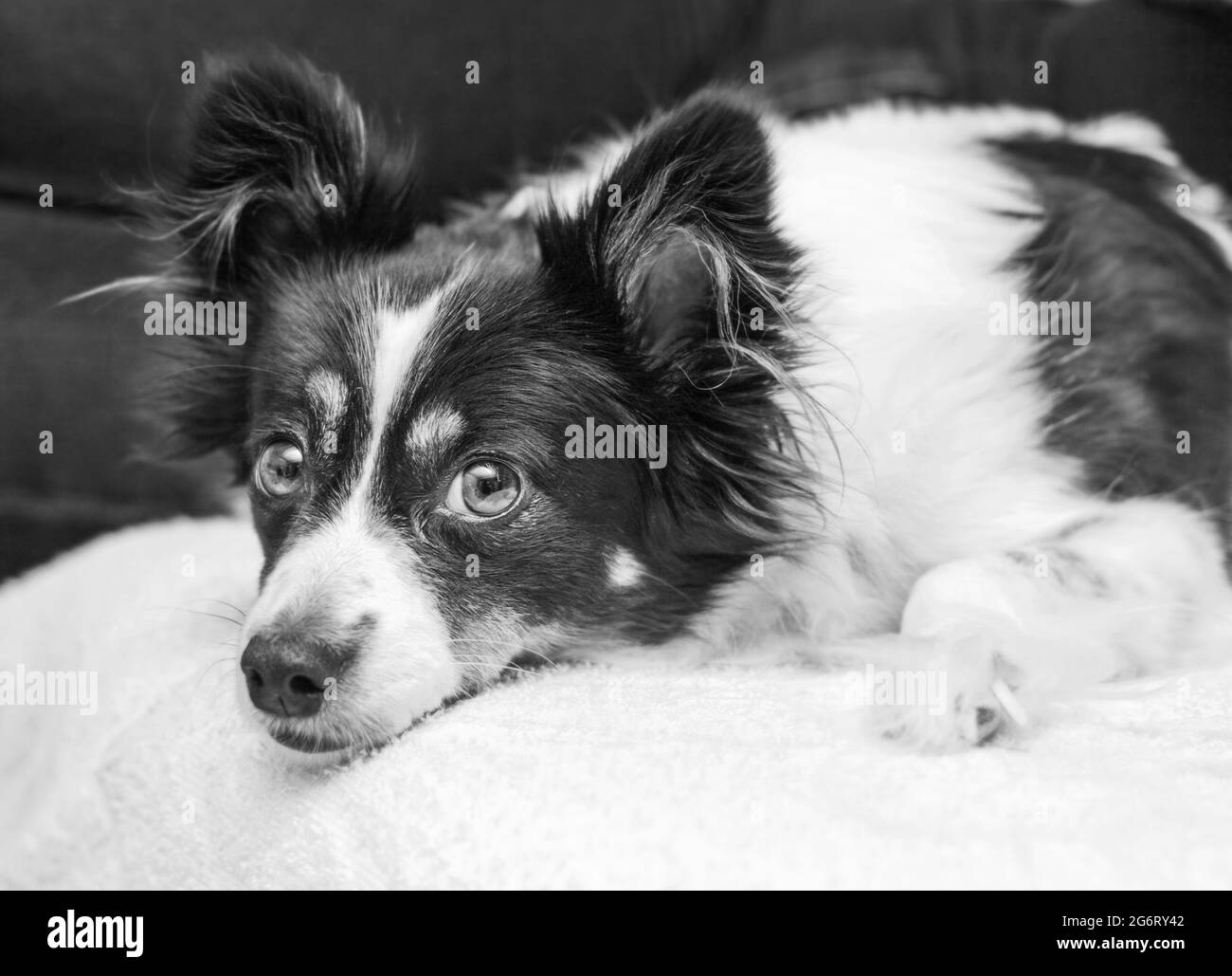Il cane bianco e nero grazioso guarda nel colpo con fiducia Foto Stock