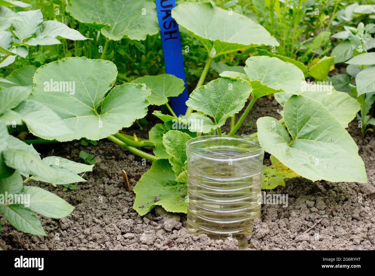Bottiglia di plastica riciclata tagliata e ribaltata per innaffiare in profondità un impianto di squash - Cucurbita pepo ‘Principe ereditario’. REGNO UNITO Foto Stock