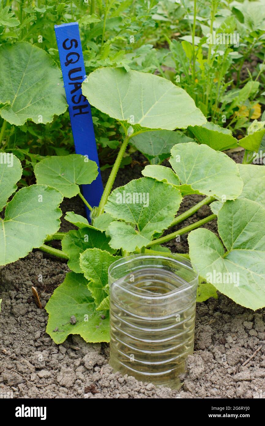 Bottiglia di plastica riciclata tagliata e ribaltata per innaffiare in profondità un impianto di squash - Cucurbita pepo ‘Principe ereditario’. REGNO UNITO Foto Stock