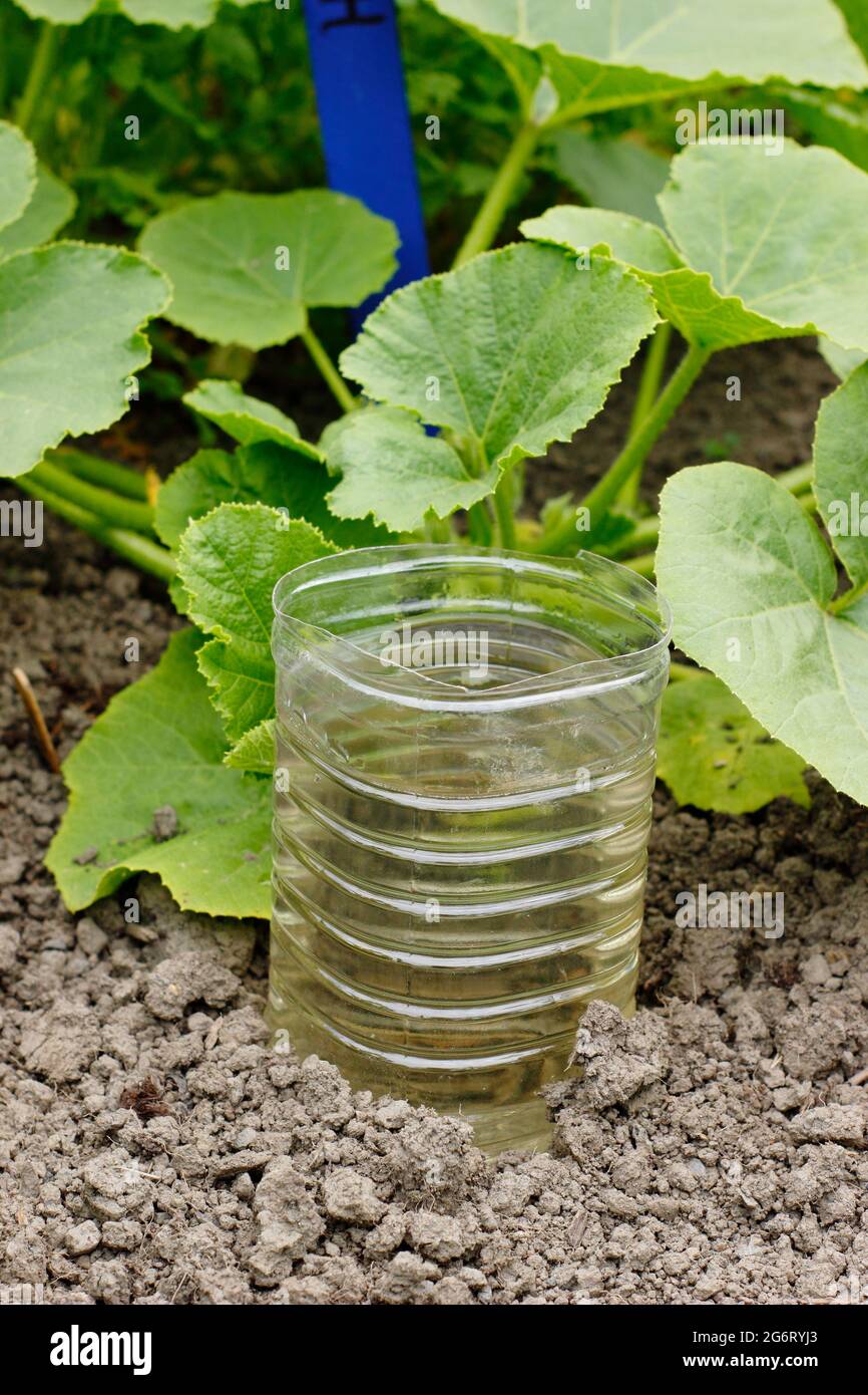 Bottiglia di plastica riciclata tagliata e ribaltata per innaffiare in profondità un impianto di squash - Cucurbita pepo ‘Principe ereditario’. REGNO UNITO Foto Stock
