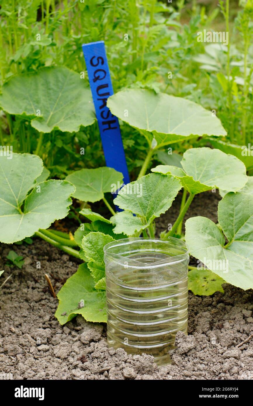 Bottiglia di plastica riciclata tagliata e ribaltata per innaffiare in profondità un impianto di squash - Cucurbita pepo ‘Principe ereditario’. REGNO UNITO Foto Stock