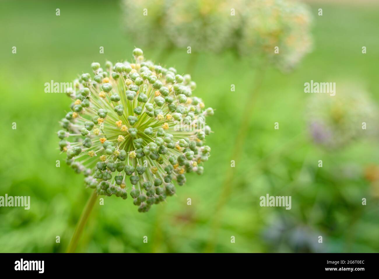 Testa di fiore di cipolla gigante o giganteum di Allium Foto Stock