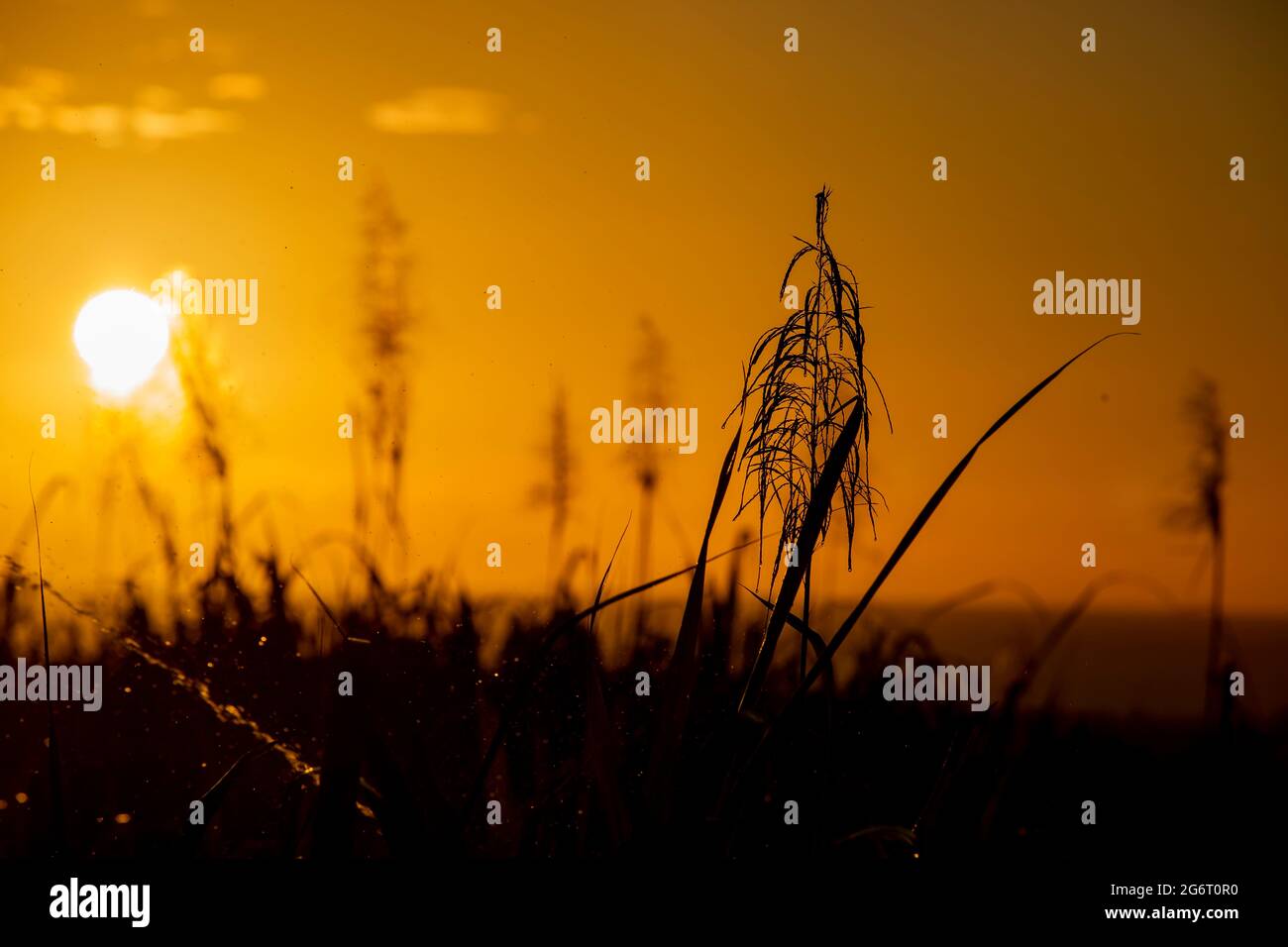 tramonto sull'oceano con piante di canna da zucchero in fiore in primo piano. Foto Stock