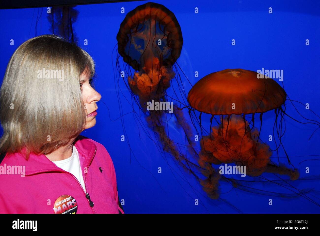 Giovane donna che ammira i colori brillanti delle meduse in mostra Tank, Ripley's Aquarium of the Smokies, Gatlinburg, Tennessee Foto Stock