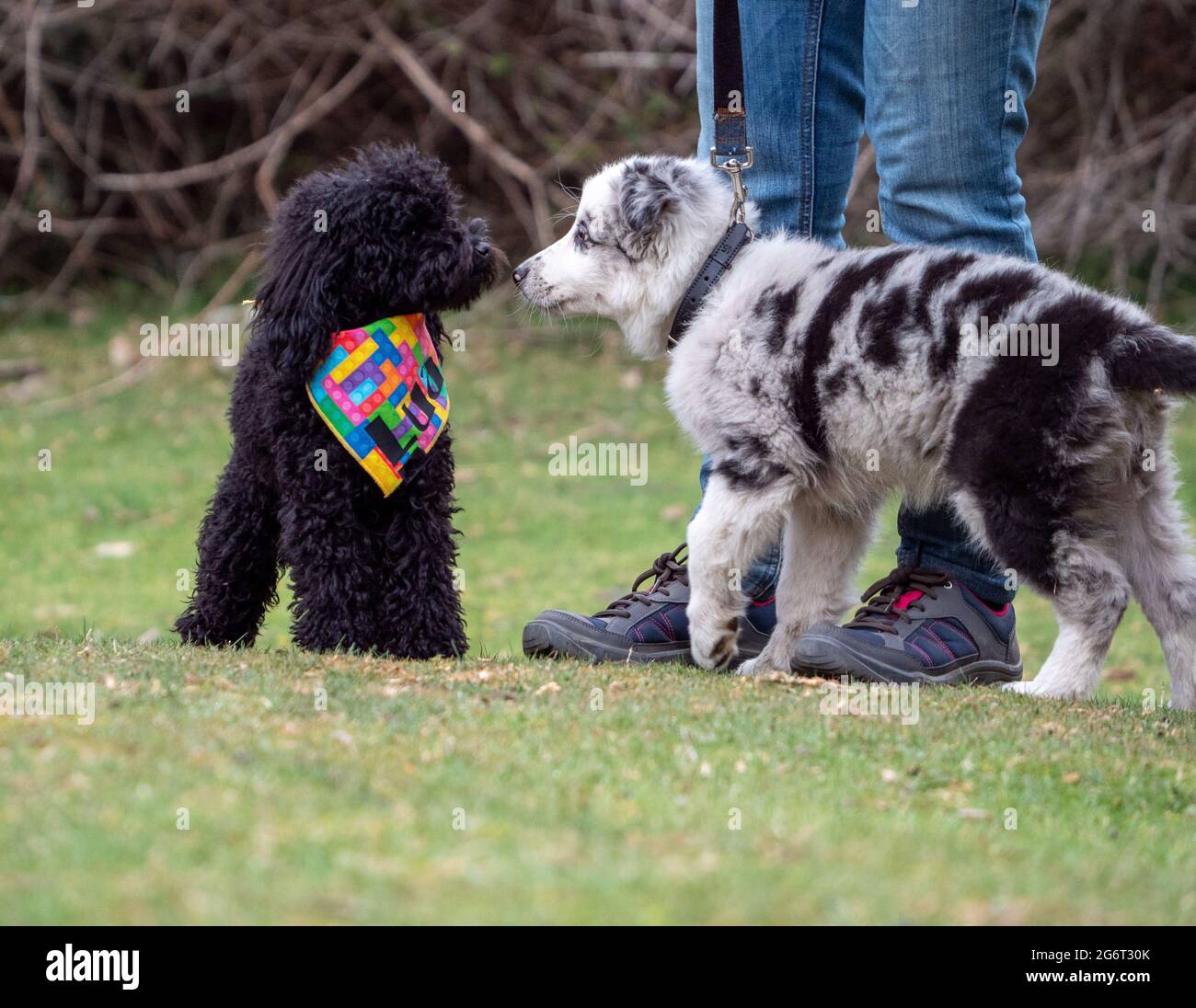 Due cuccioli che sniffano dal naso al naso accanto a una persona irriconoscibile in un parco. Cucciolo macchiato nero e cucciolo nero con un bandana multicolore ottenere Foto Stock