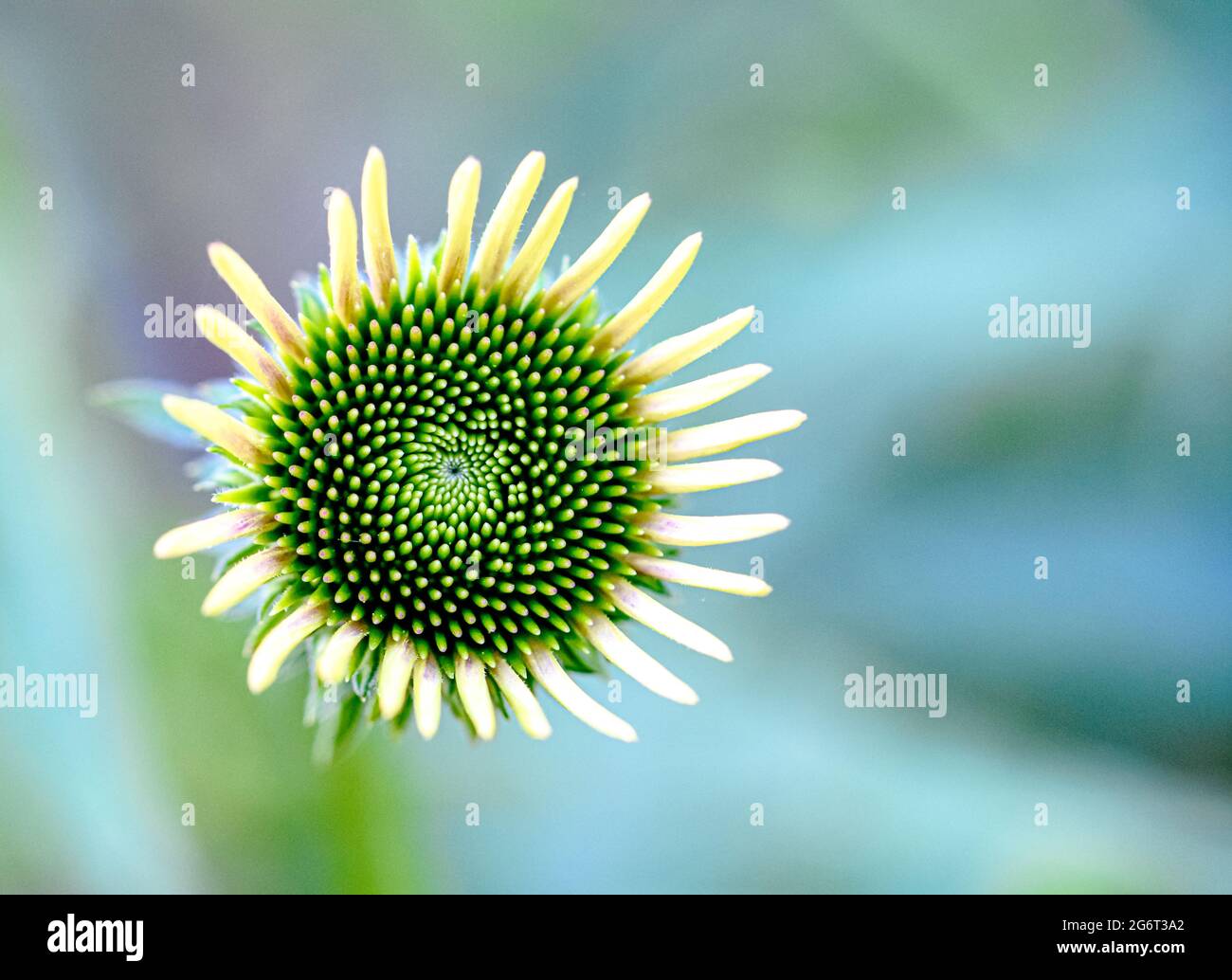 Closeup di un fiore in sviluppo Coneflower (Echinacea) germoglio. Foto Stock