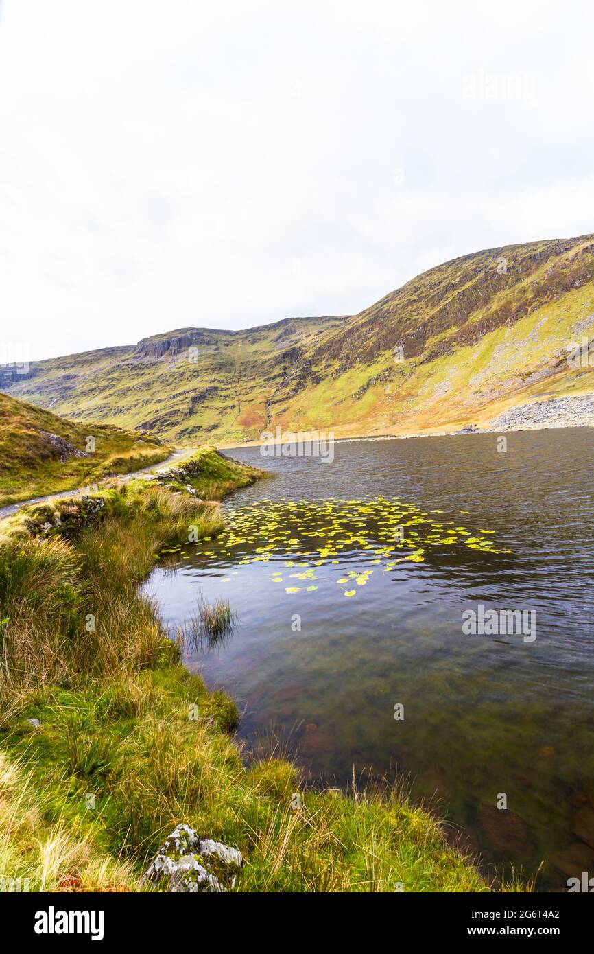 Lily PADS nel lago di Cwmorthin nella valle sospesa cwmorthin. Bleneau Festiniog, Snowdonia, Galles del Nord, grandangolo, ritratto, cielo copyspace in alto. Foto Stock