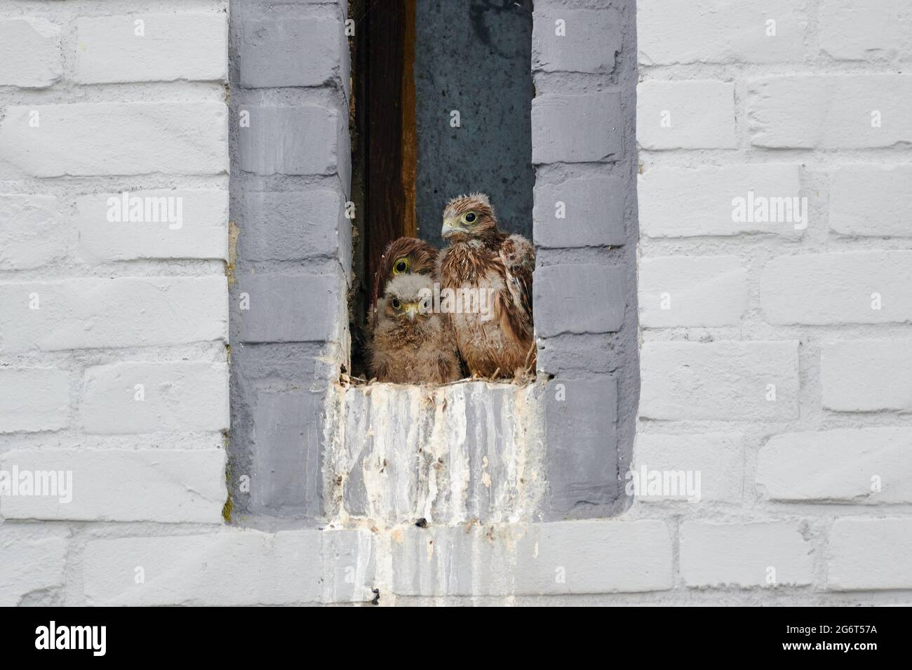 Gheppio comune (Falco tinnunculus) fugge in nido in una piccola finestra di una casa, Heinsberg, Nord Reno-Westfalia, Germania Foto Stock