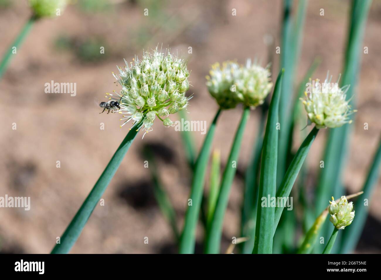 un'ape volò in giardino con cipolle Foto Stock