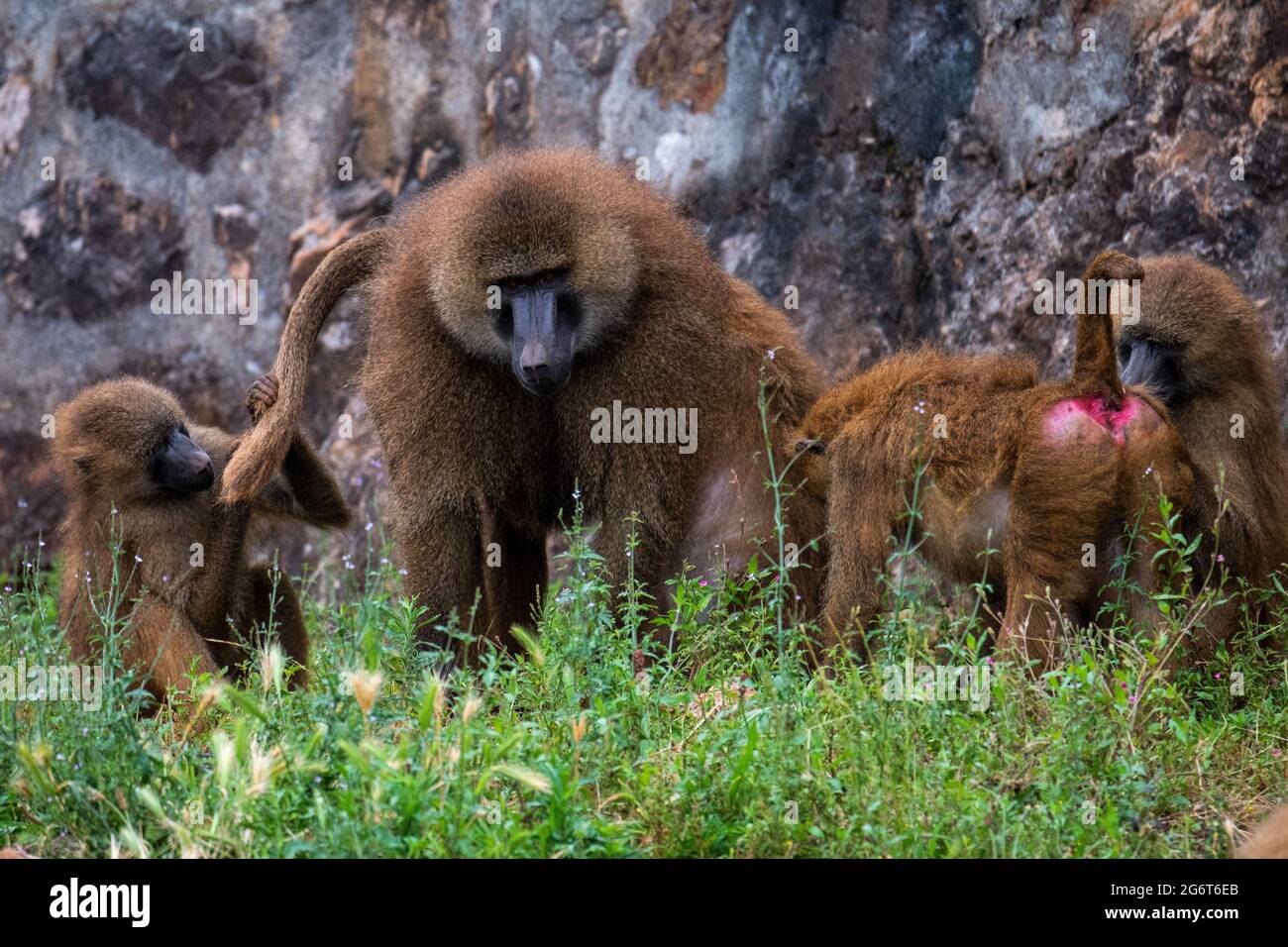 Scimmie di baboon di Guinea (Papio papio) nel Parco Naturale di Cabarceno. Il Parco Naturale Cabarceno non è uno zoo convenzionale. E 'una superficie di 750 ettari che Foto Stock