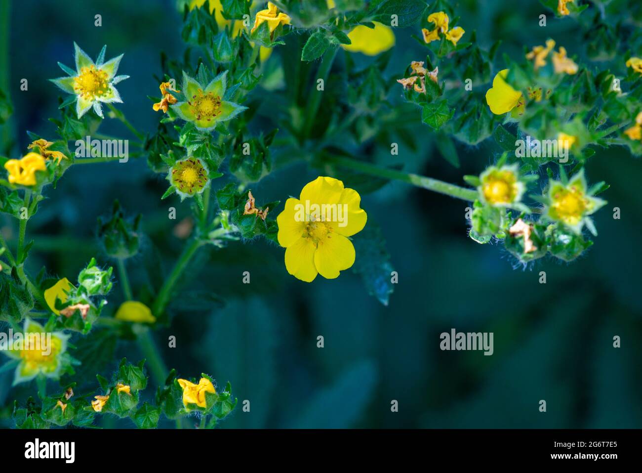 piccoli fiori gialli crescono sul prato Foto Stock