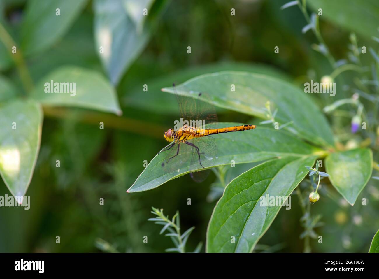 la libellula gialla sedette su una foglia verde Foto Stock