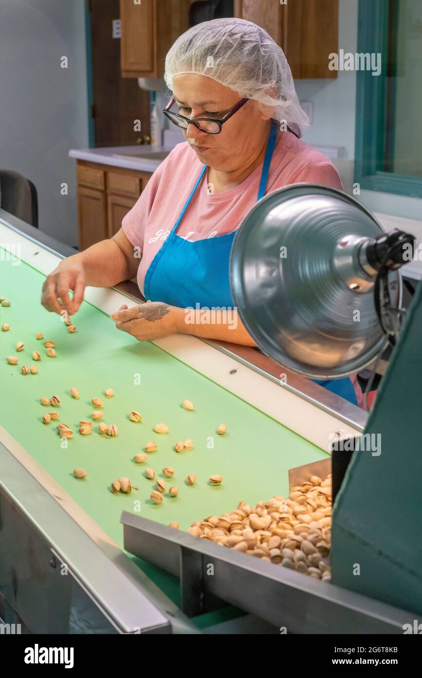 Alamogordo, New Mexico - Eagle Ranch, dove si coltivano i pistacchi del deserto. I lavoratori dell'impianto di lavorazione dell'azienda smistano a mano i pistachi Foto Stock
