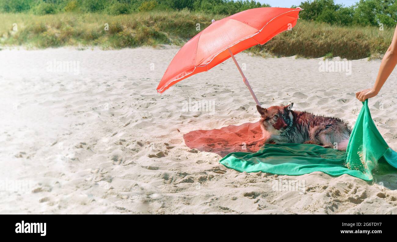 Un cane sotto un ombrello. Cane al resort. Cane sulla spiaggia di mare. Foto Stock