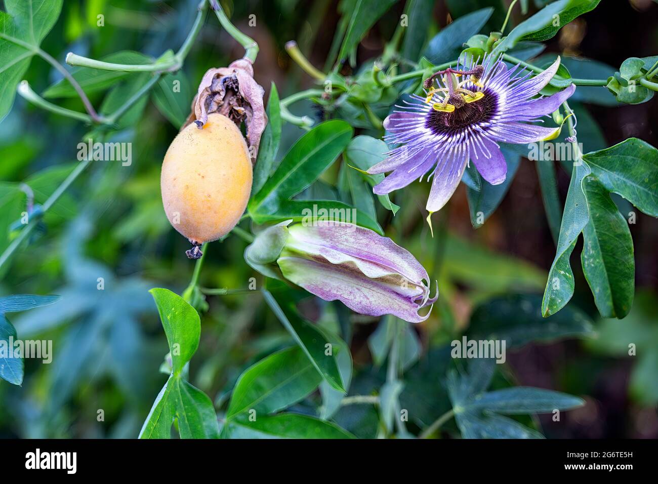 Fiore di passione blu porpora (Passiflora incarnata ) con frutto di passione giallo maturo (maypop) che cresce sulla vite. Foto Stock