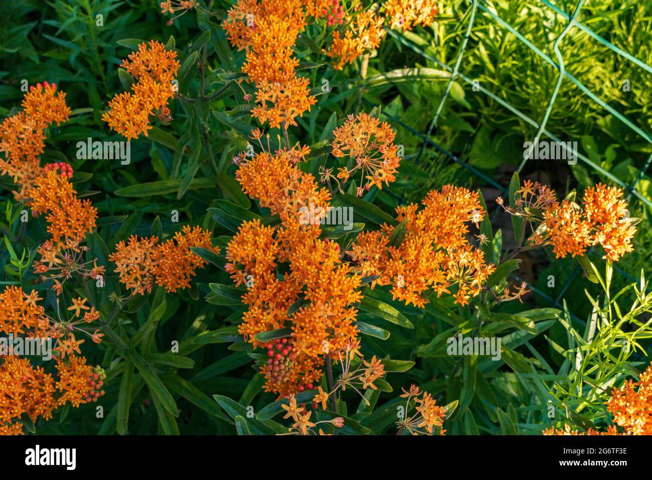 Arance Blooming Butterfly Weed piante Foto Stock