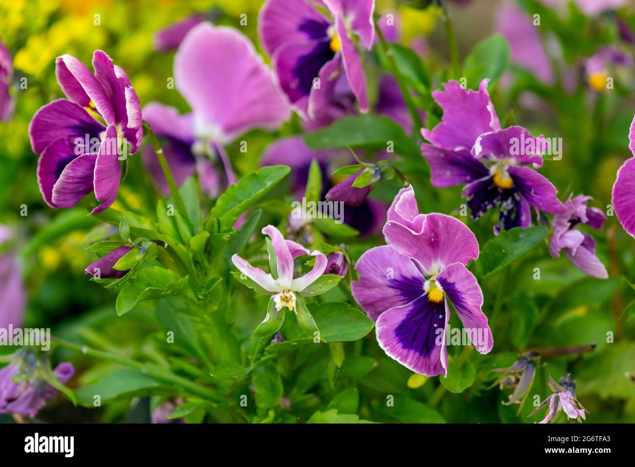 Giardino pansy pianta ibrida fiorita grande coltivata come un fiore da giardino. Ibridazione da diverse specie in particolare Viola tricolore, un fiore selvatico o Foto Stock