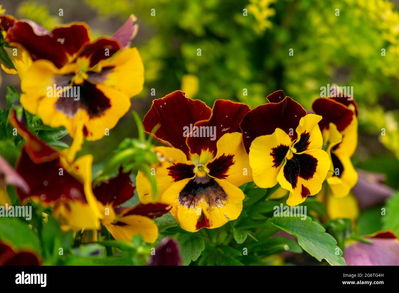 Giardino pansy pianta ibrida fiorita grande coltivata come un fiore da giardino. Ibridazione da diverse specie in particolare Viola tricolore, un fiore selvatico o Foto Stock