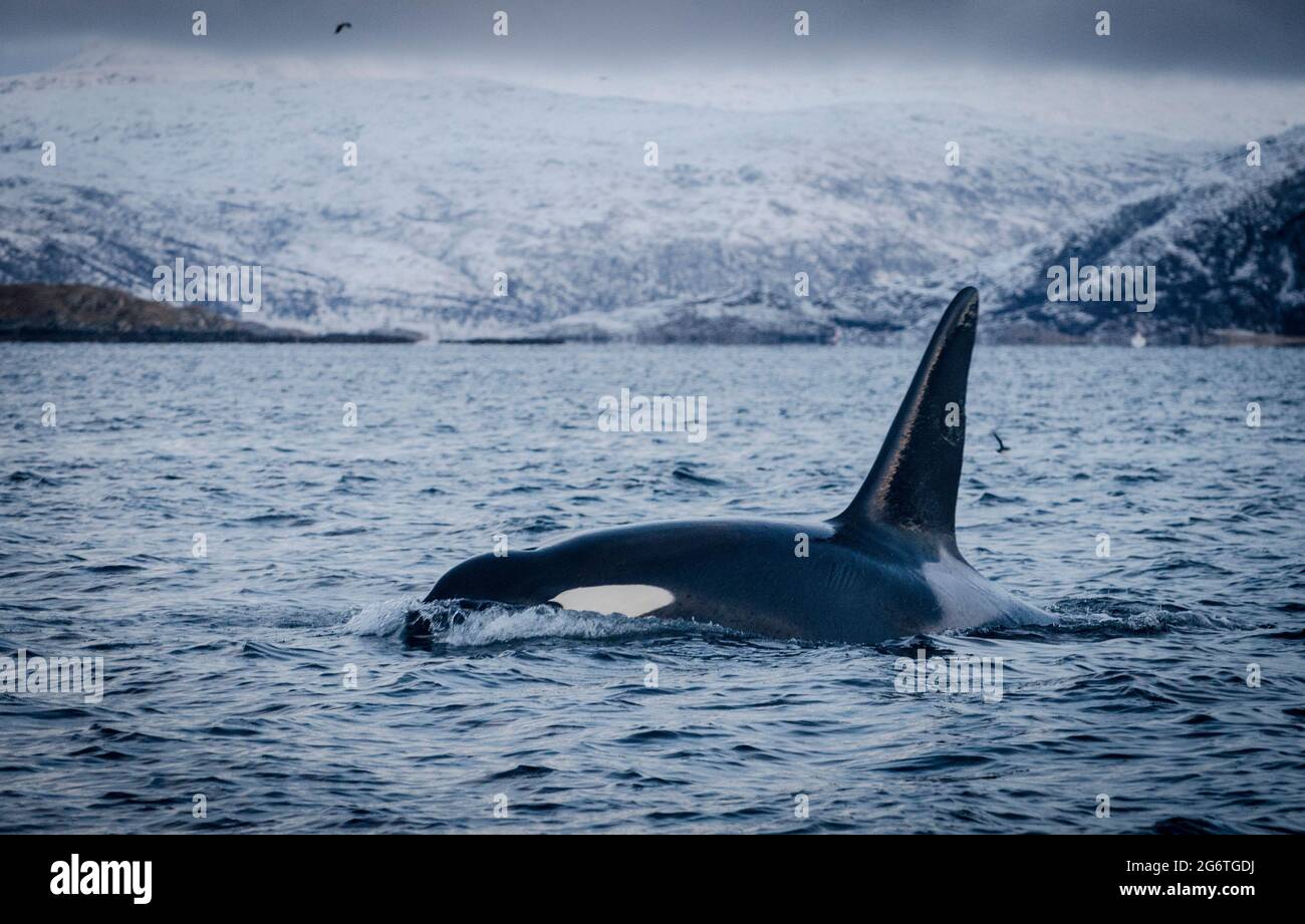 Solo male orca nuota vicino alla superficie con la sua dorsale sopra l'acqua. Foto Stock