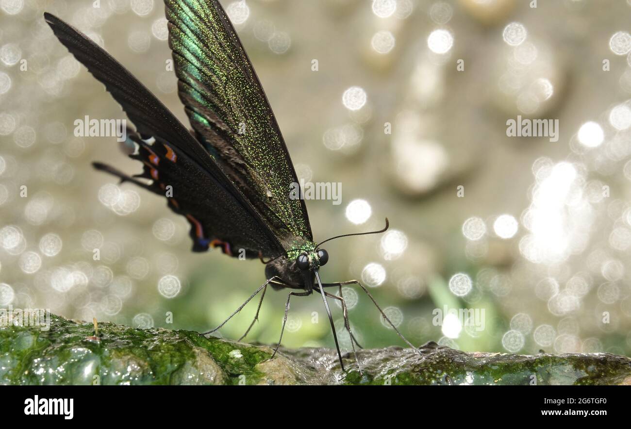 Kangra. 8 luglio 2021. Una farfalla di pavone comune è visto in un villaggio nel distretto di Kangra dello stato indiano di Himachal Pradesh, 8 luglio 2021. Credit: Sr/Xinhua/Alamy Live News Foto Stock Kangra. 8 luglio 2021. Una farfalla di pavone comune è visto in un villaggio nel distretto di Kangra dello stato indiano di Himachal Pradesh, 8 luglio 2021. Credit: Sr/Xinhua/Alamy Live News Foto Stock