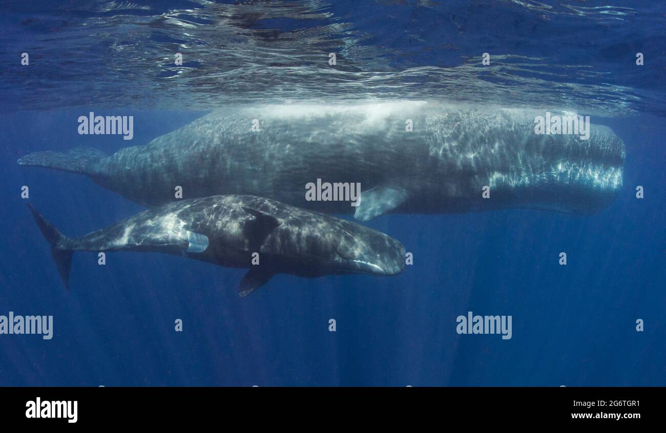 La balena dello sperma maschile adulto nuota accanto a una balena dello sperma molto più piccola. Foto Stock