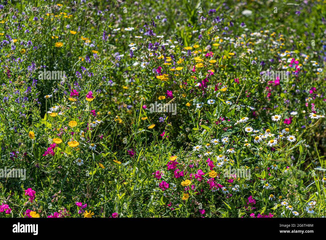 Margherite occhio di bue, trifoglio giallo a piede d’uccello, lychnis rosa e vicia blu-violetta crescono in un caos colorato su un prato fiorito vicino a Coburgo, Germania. Foto Stock