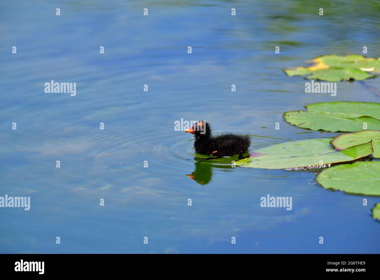 Vienna, Austria. Giovane moorhen nel parco acquatico Floridsdorf. Moorhen comune (Gallinula cloropus) Foto Stock