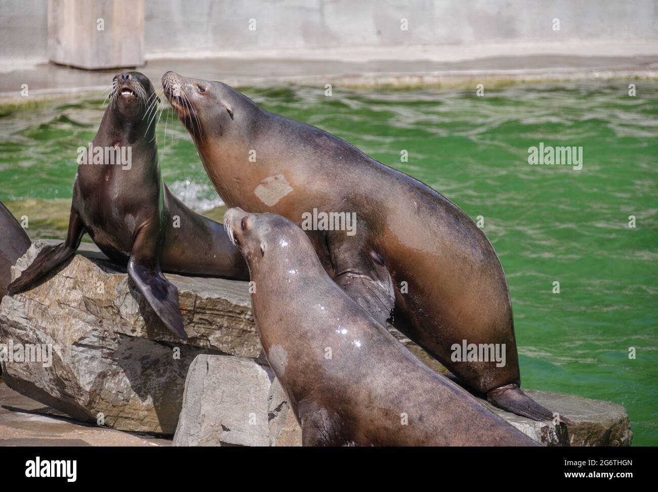 Tiere Foto Stock